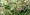 A andiroba (Carapa guianensis)  uma planta medicinal tambm conhecida como andirova, angirova, carapa, andiroba-branca, carapinha, camaari, castanha-mineira, dentre outros nomes populares. Pertence a famlia das Meliacas.
Benefcios da andiroba
A andiroba  comumente adicionada a sabonetes, cremes e shampoos na indstria cosmtica, alm de ser utilizado para ajudar a preservar e proteger mveis de cupins e outros insetos. Tribos indgenas da Amaznia utilizam a casca e as folhas da andiroba em forma de ch para aliviar febres e vermes intestinais, alm de aplicar o ch topicamente em lceras, picadas de insetos, parasitas de pele e couro cabeludo e outros problemas na epiderme. Para ajudar a digesto, a casca  embebida em gua por um dia e um clice  tomado antes das refeies.
Caboclos e populaes ribeirinhas produzem sabes com andiroba para repelir insetos e tratar diversas condies da pele.
